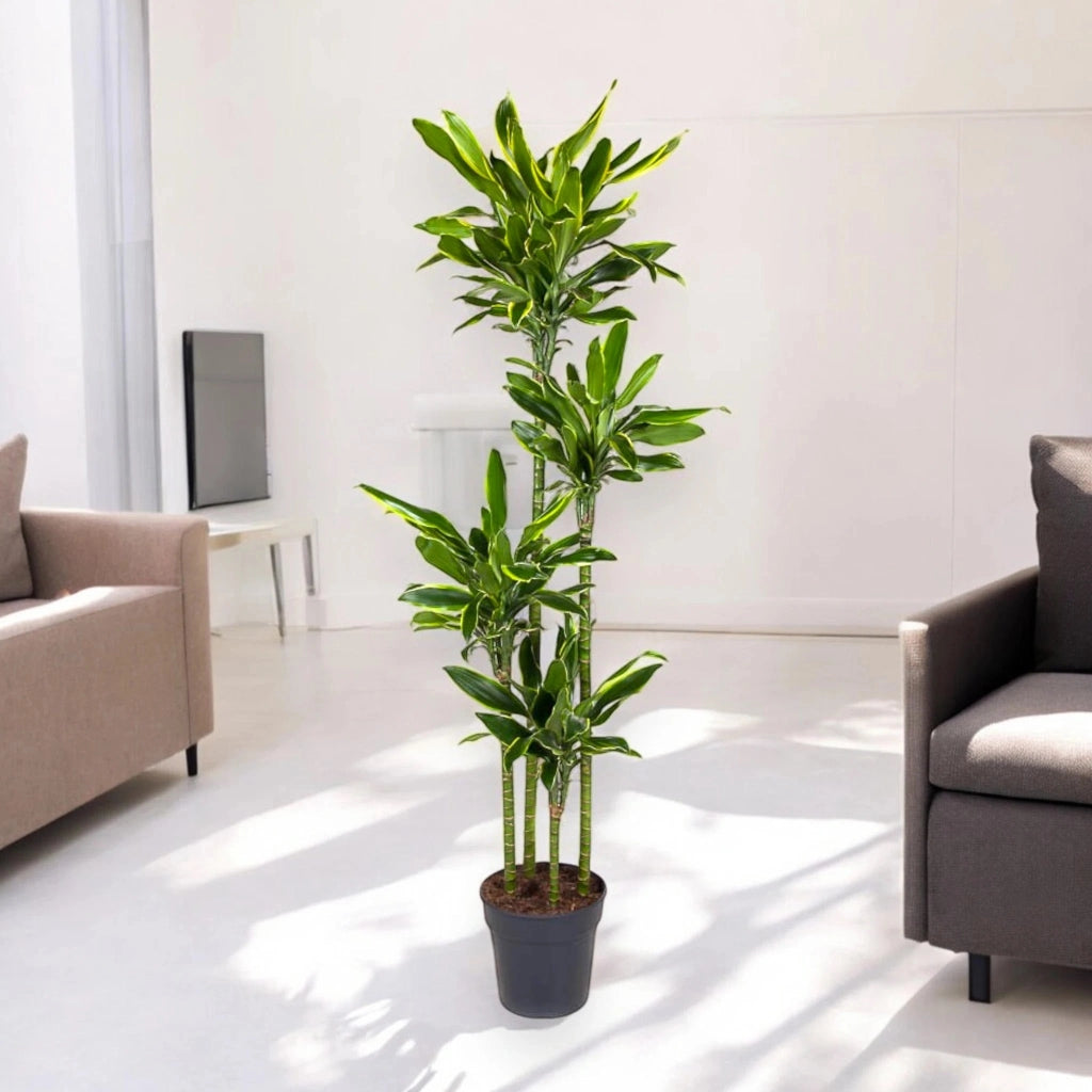 Gardenaria Dracaena fragrans 'Golden coast' - Pianta da interno ornamentale Altezza: 180 cm (vaso 27)