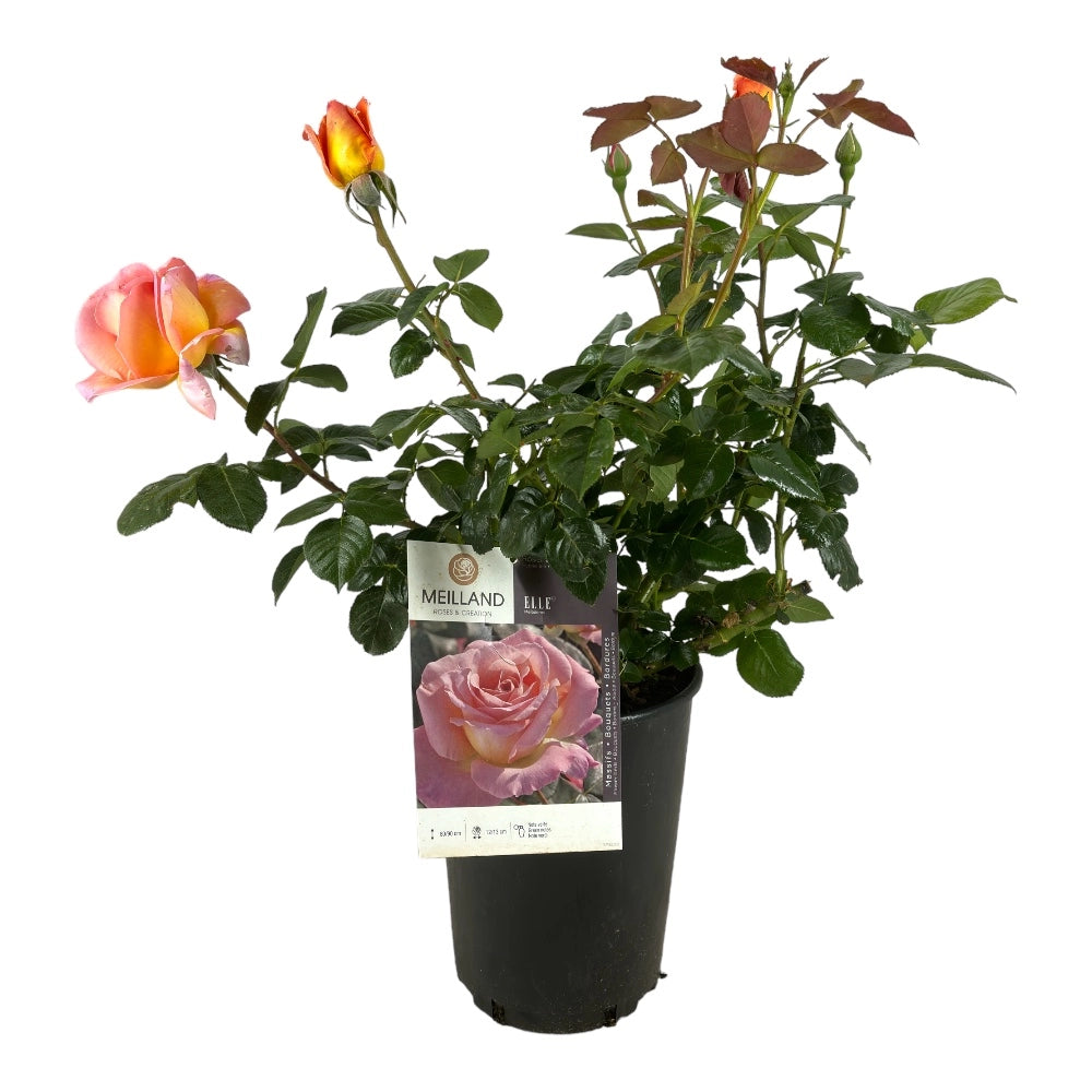 Pianta di ROSA ELLE ®MEILLAND cespuglio ROSA vera PROFUMATA vaso19 FOTO REALE