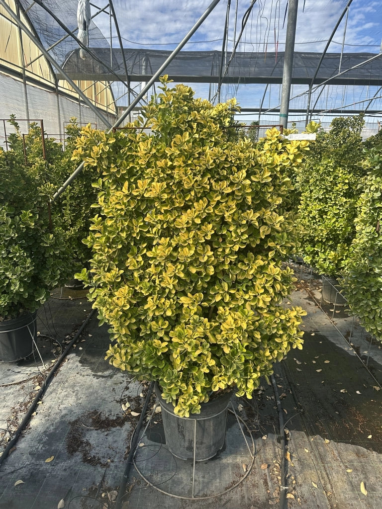 EUONYMUS JAPONICUS SPALL.40 AUREA (L.75 - H.120)
