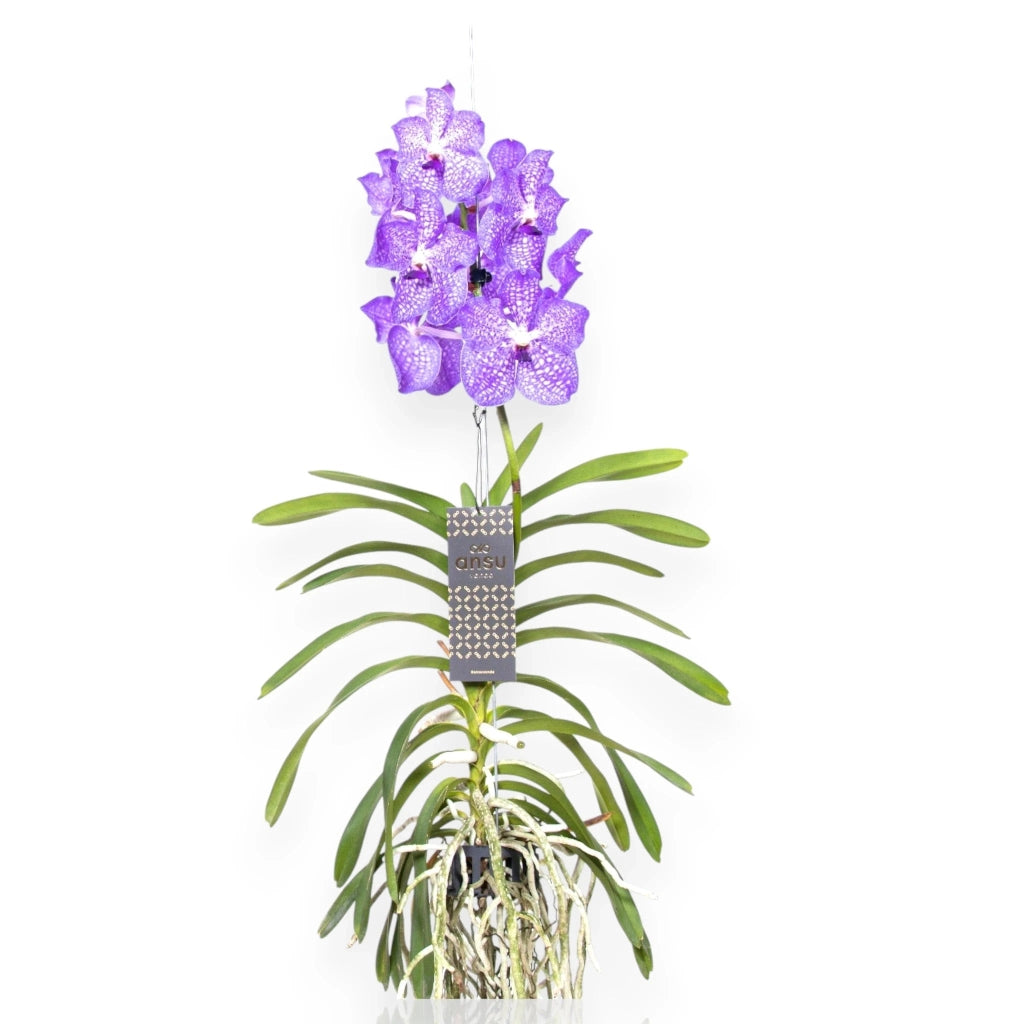 Gardenaria Vanda 'Light Blue' - Pianta da interno ornamentale Altezza: 80 cm (vaso 15)