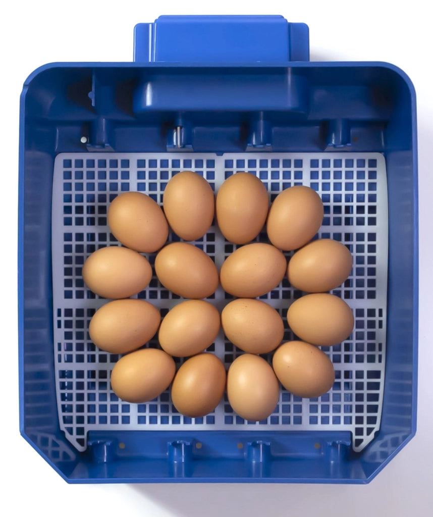 Incubatrice per Uova Termoisolante con Biomaster Borotto Lumia 16