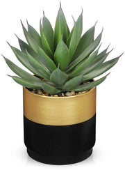 Pianta di Aloë Vera Succulenta in Vaso di Cotto Nero Giallo, 20cm