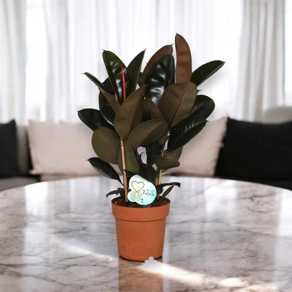 Gardenaria Ficus elastica 'Abidjan' - Pianta da interno ornamentale Altezza: 120/150cm (vaso 22)