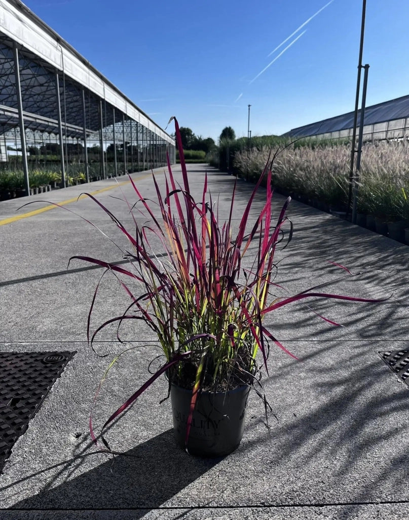 Gardenaria Imperata cylindrica 'Red Baron' - Graminacea ornamentale da esterno Altezza: 40 cm (vaso 17)