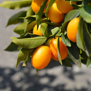 Gardenaria Kumquat - Fortunella margarita - Pianta di agrume da frutto in vaso Altezza: 70/80 cm (vaso 22)