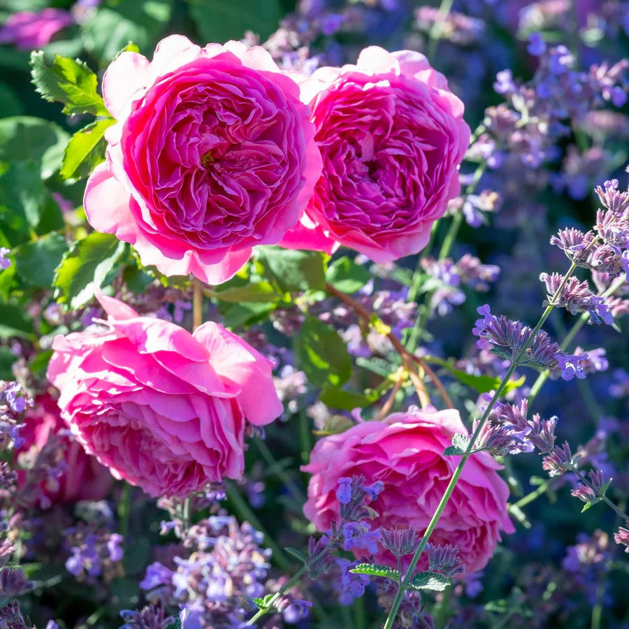 Gardenaria Rosa 'Princess Alexandra of Kent' - Rosa da giardino Altezza: 40/50 cm (vaso20)