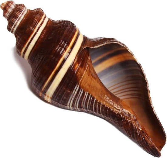 Decorazioni con Conchiglie Naturali 12-15cm per Festa di Matrimonio - Tema Mare, Decorazioni per Casa, Progetti di Fai da Te, Acquario e Collezionisti di Conchiglie