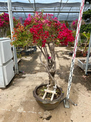 Buganvillea Bougainvillea Bonsai Fiore Doppio Vaso 60 cm Arbusto da Esterno