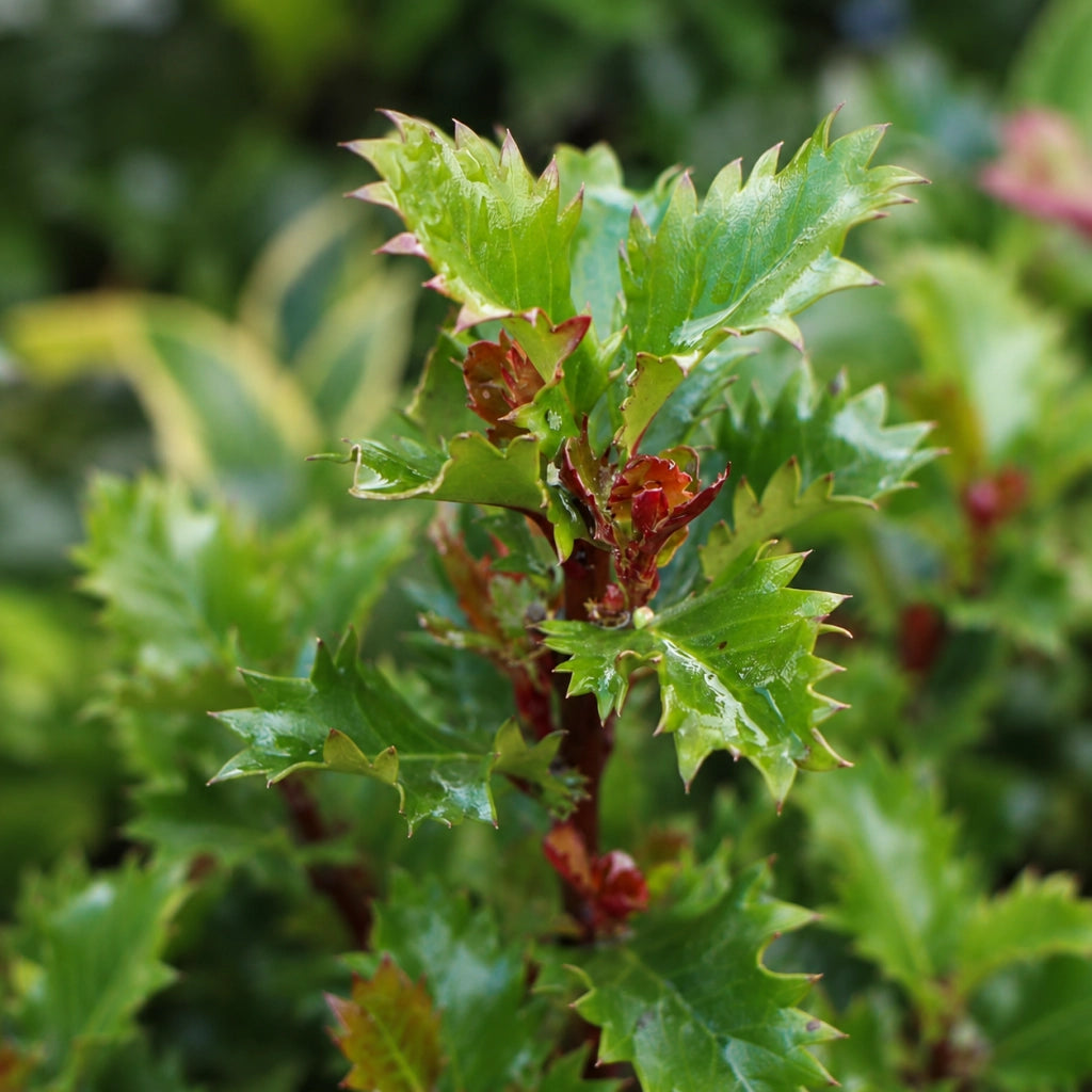 Gardenaria Agrifoglio - Ilex 'Little Rascal' - Arbusto ornamentale da giardino Altezza: 30/35 cm (vaso19)