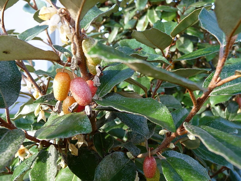 Eleagnus Ebbingei vaso 18cm H 110cm