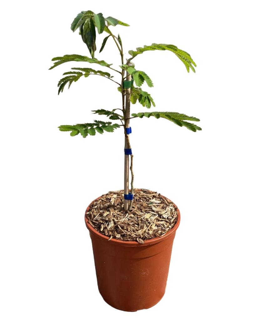 Pianta di ALBIZIA JULIBRIBRISSIN TROPICAL DREAM ® albero della seta FOTO REALE