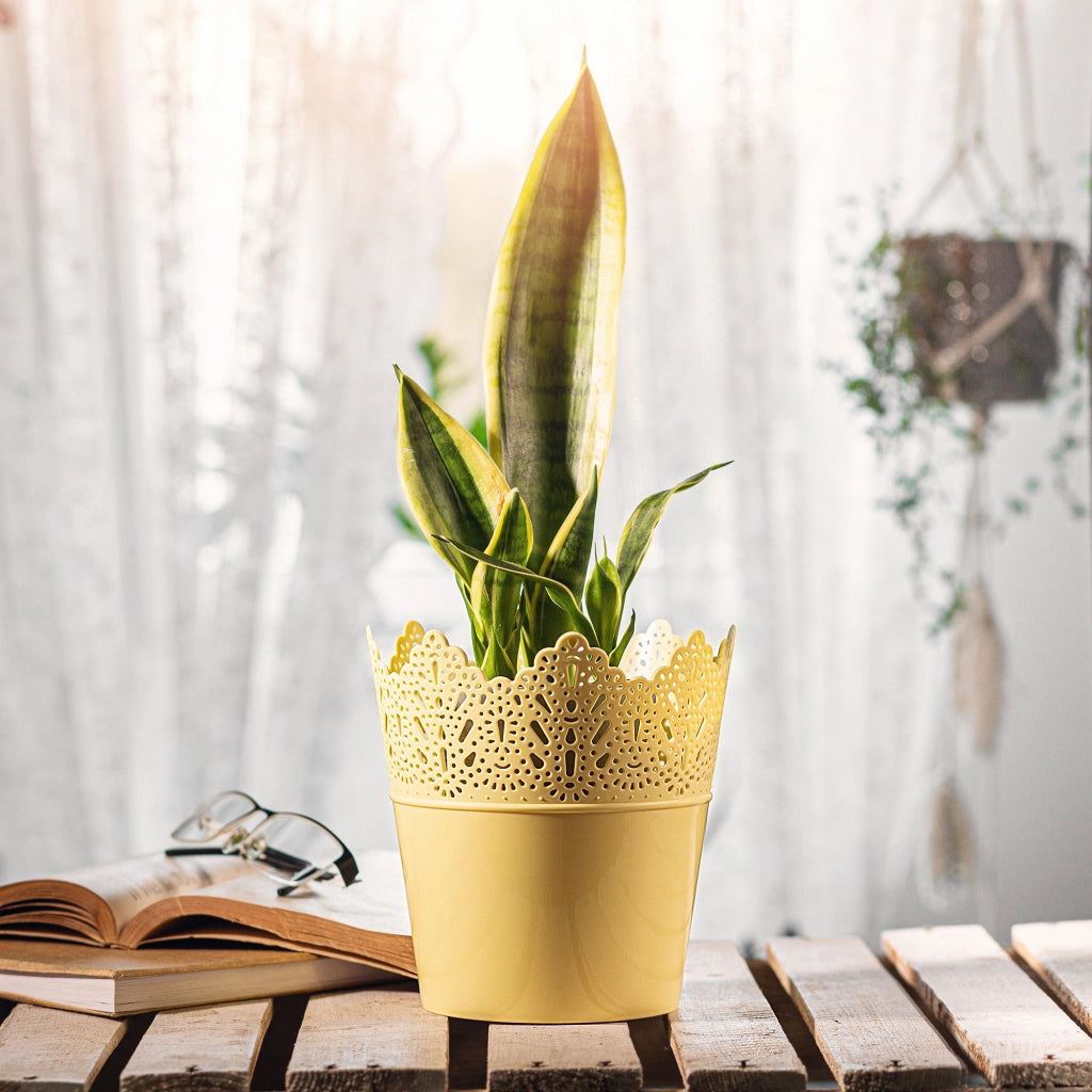 Vaso da fiori KADAX, vaso da fiori, coperchio, alto, in plastica, 12 cm, giallo