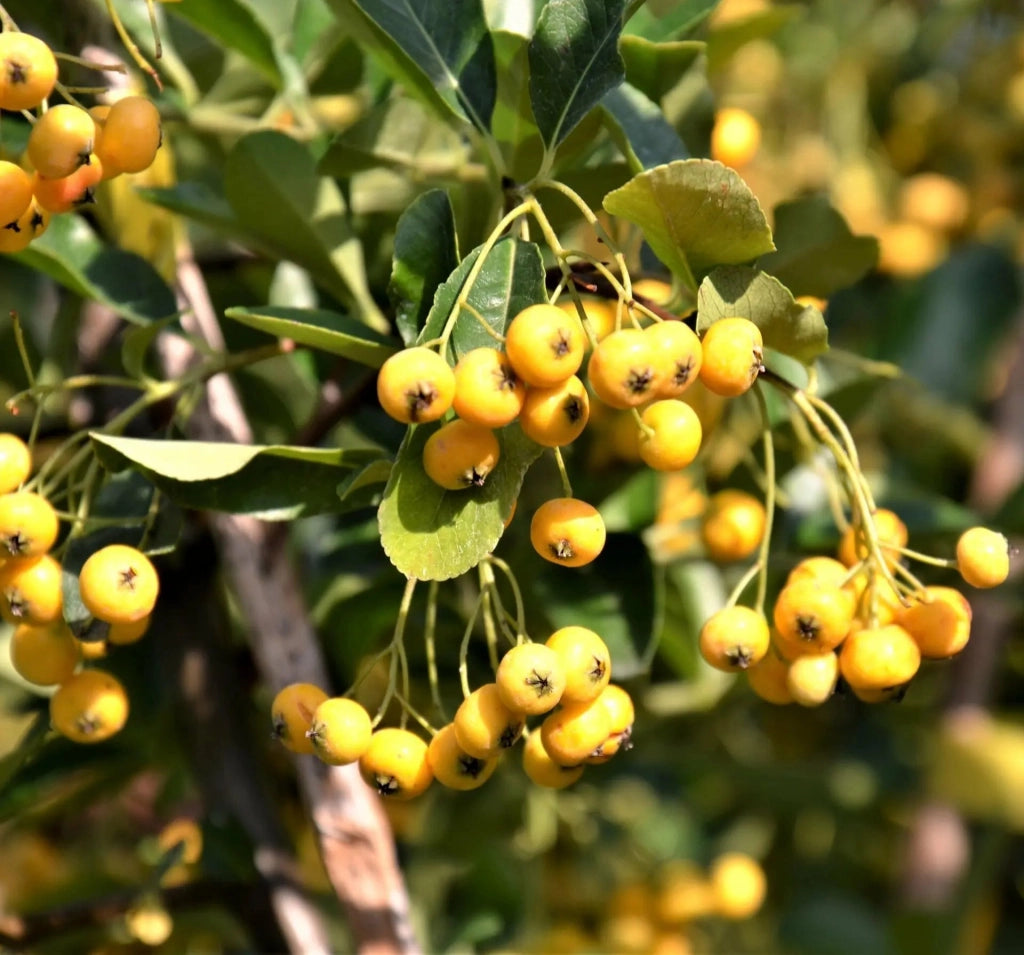 Gardenaria Pyracantha 'Soleil d'or' - Arbusto ornamentale da giardino Altezza: 50/70 cm (vaso19)