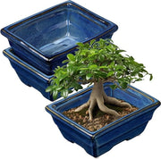 Set di 2 vasi per bonsai a basso profilo per piante succulente da 16cm/6.3 pollici vaso ceramico per piante succulente indoor con foro di drenaggio