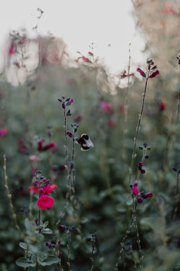 SALVIA ROEMERIANA ROSA VASO 18