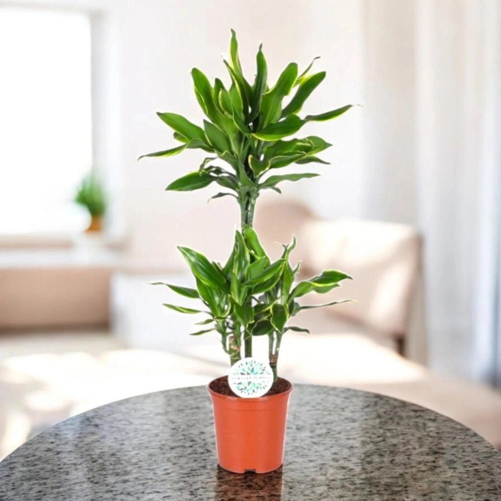 Gardenaria Dracaena fragrans 'Golden coast' - Pianta da interno ornamentale Altezza: 110 cm (vaso 22)
