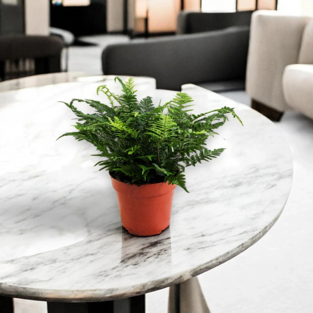 Gardenaria Athyrium spicatum - Pianta da interno ornamentale Altezza: 25cm (vaso 25)
