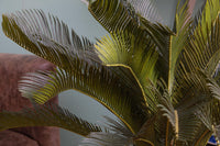 Cycas Artificiale con Vaso Altezza 93 cm Verde