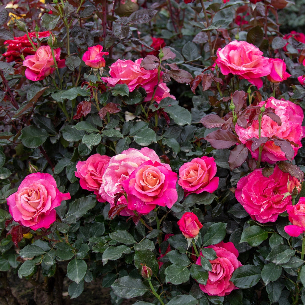 BELLE EPOQUE rosa cespuglio - Pianta di fiore fiori Foto Reali