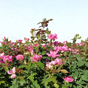 Gardenaria Rosa paesaggistica 'Pink Knock Out' Meilland - Rosa da giardino Altezza: 25/30 cm (vaso19)