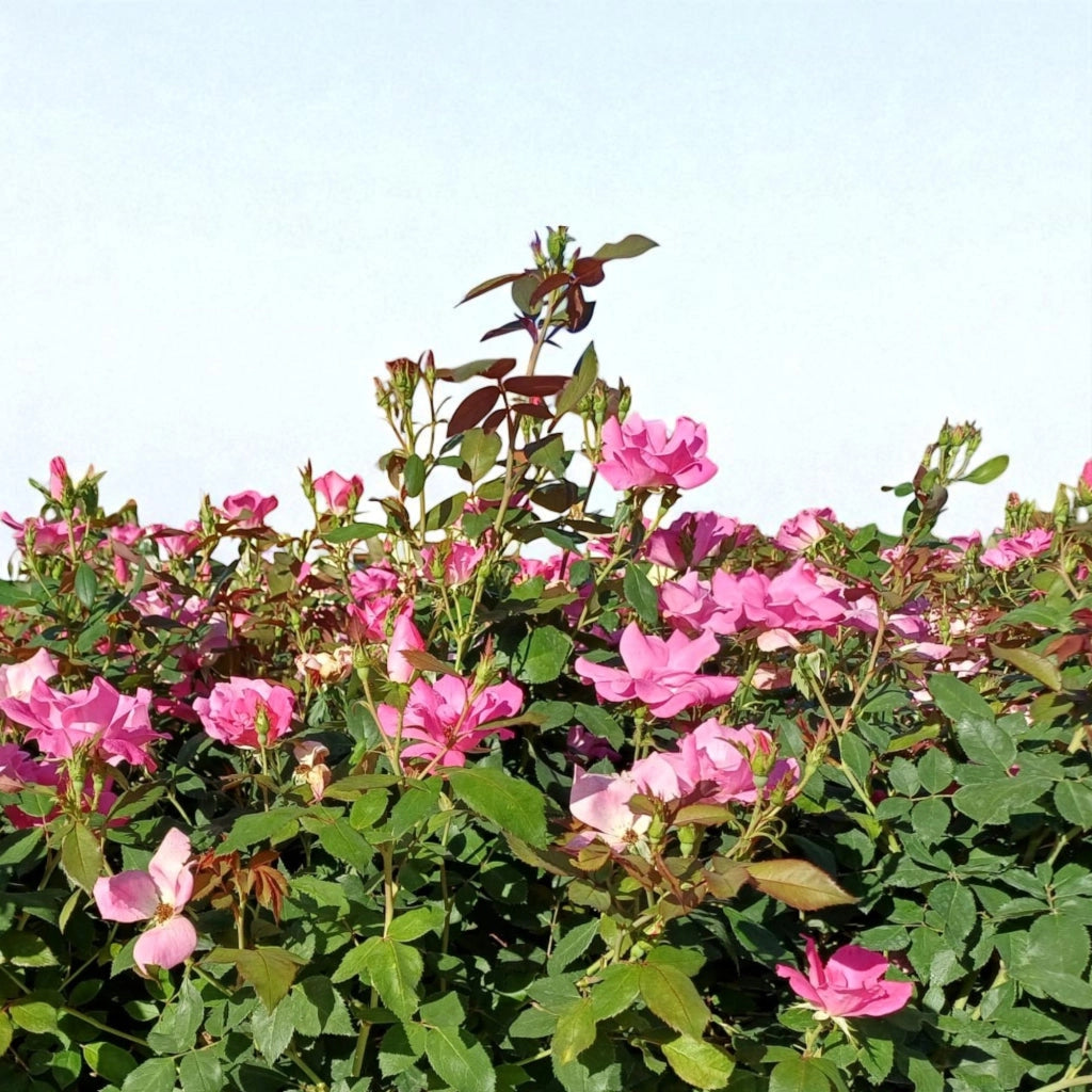 Gardenaria Rosa paesaggistica 'Pink Knock Out' Meilland - Rosa da giardino Altezza: 25/30 cm (vaso19)