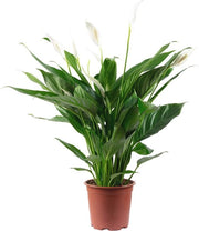 Pianta da appartamento con 4-8 fiori/boccioli - Spathiphyllum, altezza 70 cm, diametro del vaso 17 cm