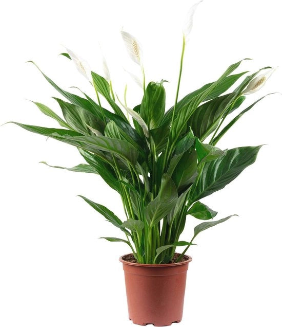 Pianta da appartamento con 4-8 fiori/boccioli - Spathiphyllum, altezza 70 cm, diametro del vaso 17 cm