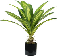 P2150124 - Pianta Dracaena 19 foglie