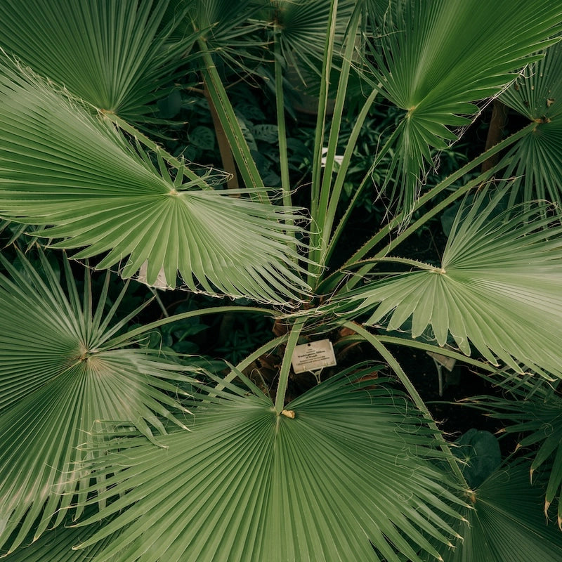 Chamaerops Humilis PALMA NANA in vaso 18 cm FOTO REALE