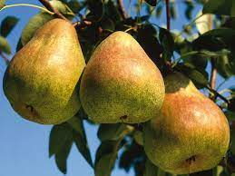 Pero Passacrassana - Albero Pianta da frutta frutto Foto Reali