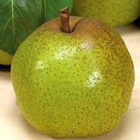 Pero Passacrassana - Albero Pianta da frutta frutto Foto Reali