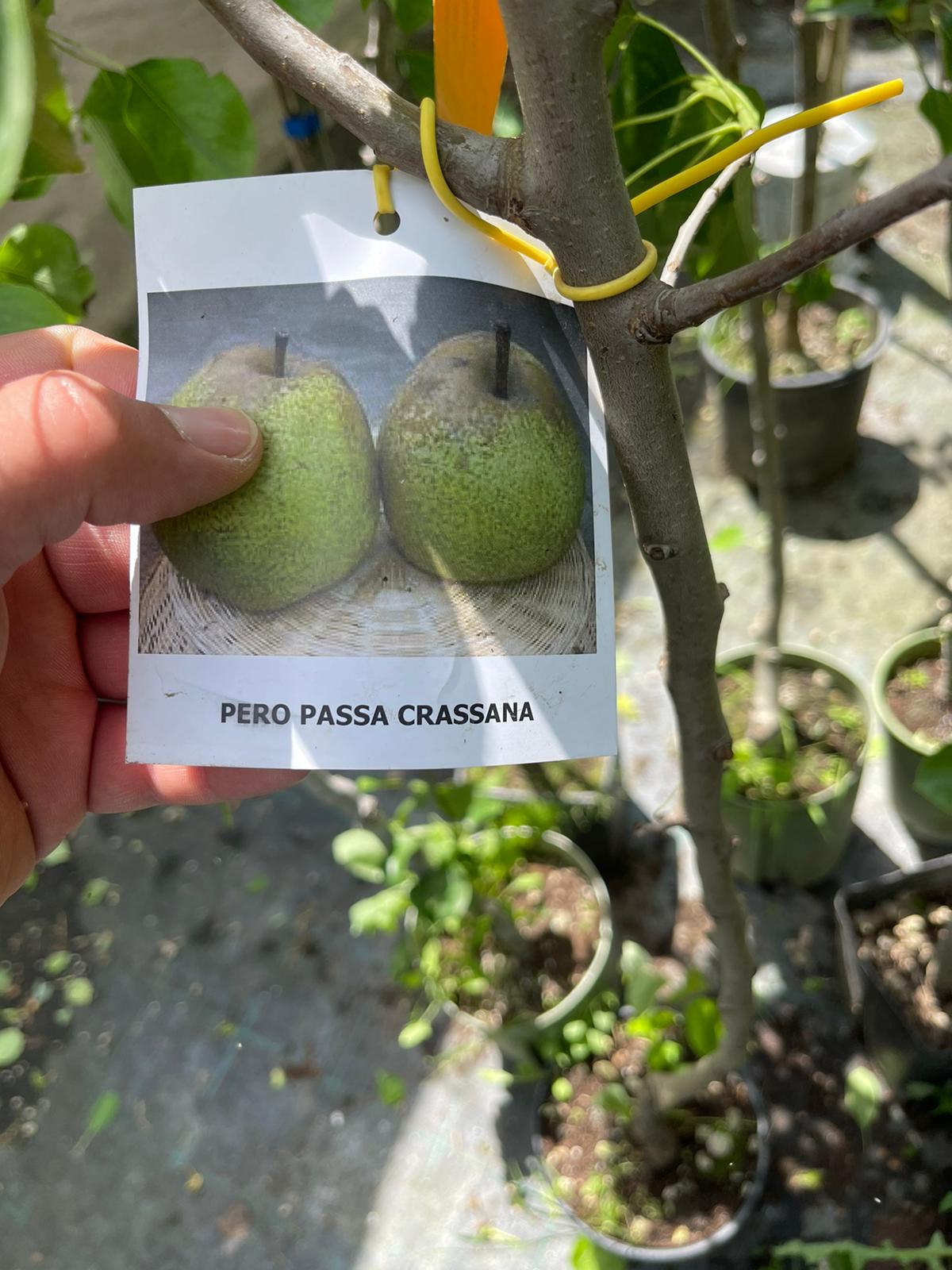 Pero Passacrassana - Albero Pianta da frutta frutto Foto Reali