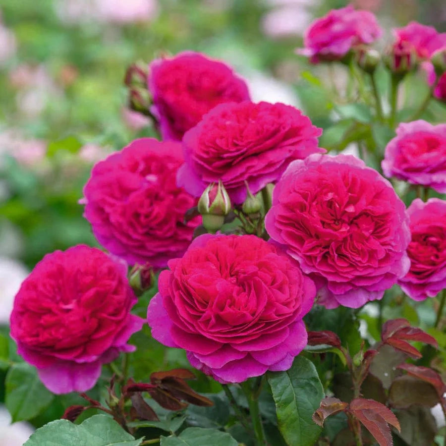 Gardenaria Rosa 'Gabriel Oak' - Rosa da giardino Altezza: 40/50 cm (vaso20)