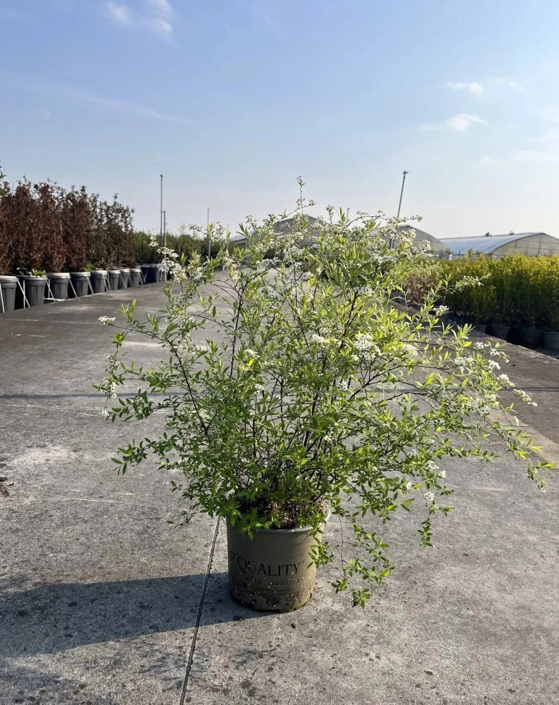 Gardenaria Spirea - Spiraea × cinerea 'Grefsheim' - Arbusto ornamentale da giardino Altezza: 50/70 cm (vaso19)