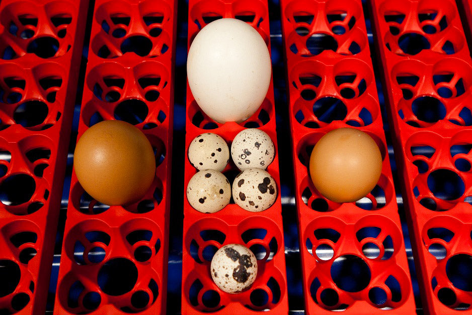 Incubatrice per Uova Automatica Professionale Borotto Real 49