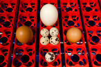 Incubatrice per Uova Automatica Professionale Borotto Real 49