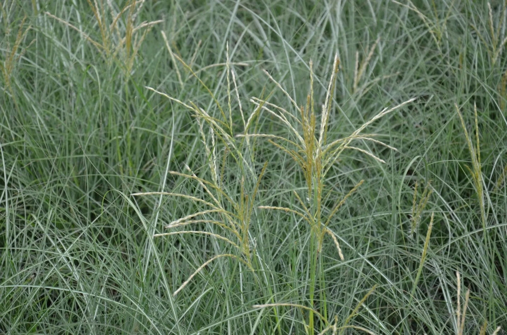 Gardenaria Miscanthus sinensis 'Adagio' - Graminacea ornamentale da esterno Altezza: 100 cm (vaso 24)