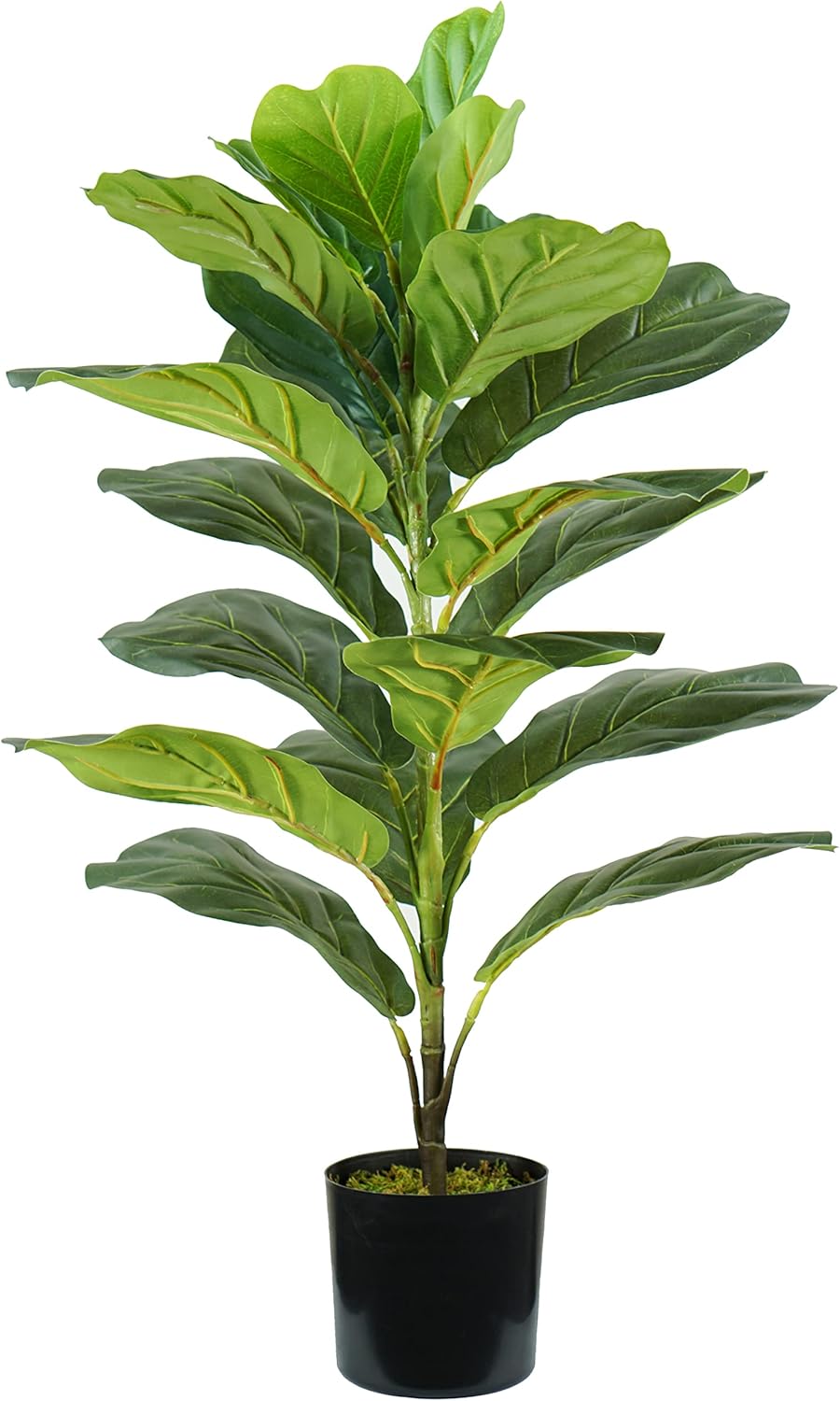 P2150569 - Pianta Ficus Lyrata 21 foglie