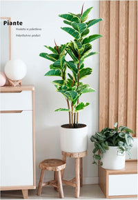 P2150544 - Pianta Ficus Elastica 54 foglie
