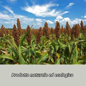  Scopa Saggina da Esterno con Setole in Paglia Legate Con Stoffa 