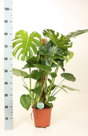 PHILODENDRON MONSTERA  H 120CM FOTO REALI