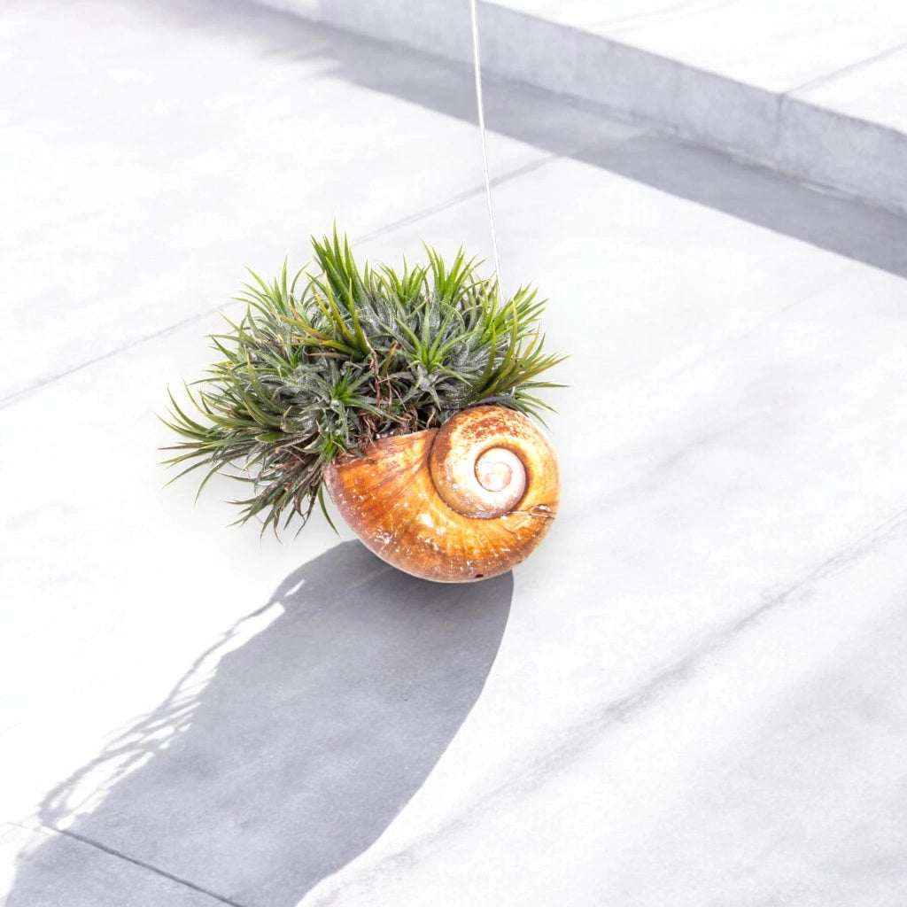 Gardenaria Tillandsia 'Shelly' - Pianta da interno ornamentale Altezza: 30 cm (vaso 10)