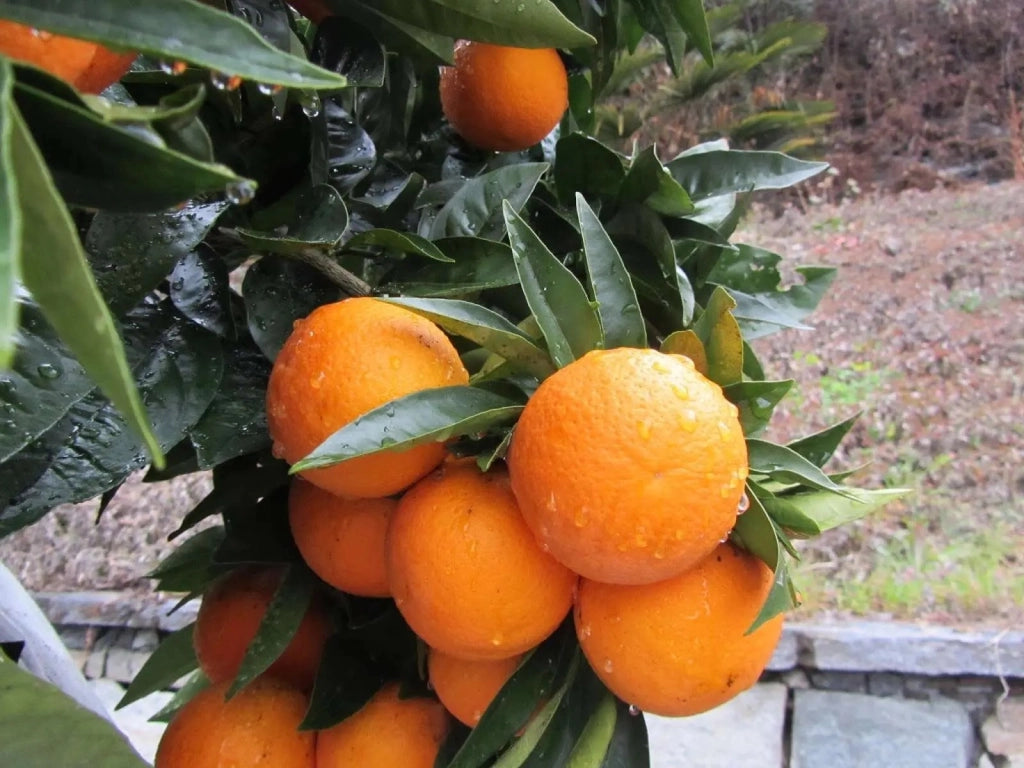 Gardenaria Arancio Dolce - Citrus sinensis - Pianta di agrume da frutto in vaso Altezza: 125/140 cm (vaso26)