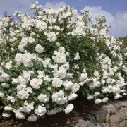 Gardenaria Rosa 'White Meidiland' Meilland - Rosa da giardino Altezza: 30/40 cm (vaso22)