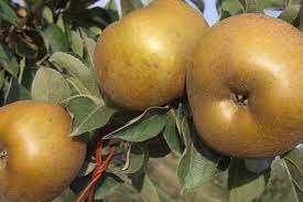 MELA RENETTA - Pianta da frutto frutta Foto Reali Mela Nobile