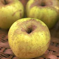 MELA RENETTA - Pianta da frutto frutta Foto Reali Mela Nobile