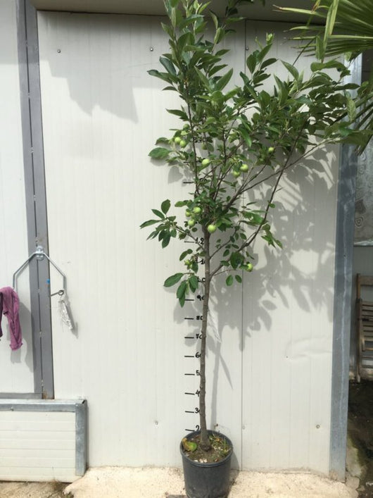 MELA RENETTA - Pianta da frutto frutta Foto Reali Mela Nobile