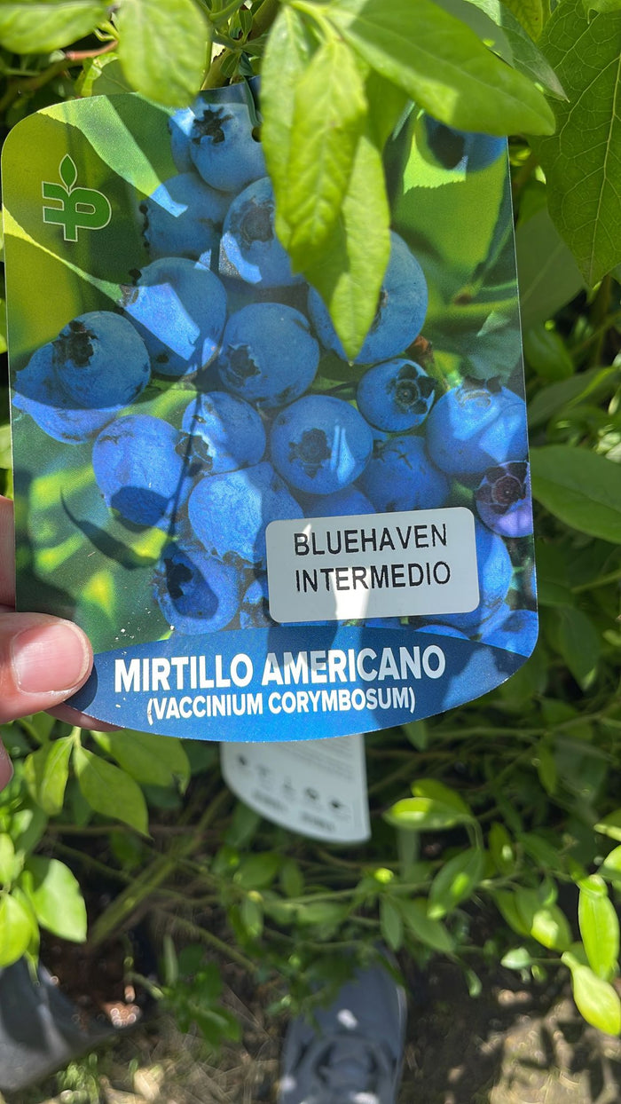 Mirtillo americano vaccinium corymbosum - Pianta di frutta frutto Foto Reali