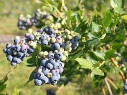 Mirtillo americano vaccinium corymbosum - Pianta di frutta frutto Foto Reali