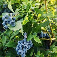 Mirtillo americano vaccinium corymbosum - Pianta di frutta frutto Foto Reali